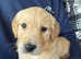 Stunning litter of exceptionally well bred Retrievers