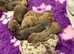 Miniature dachshunds for sale