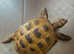 Horsefield Tortoise (four years old)