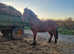 Rising 5yo DHP Gelding 12.2hh