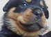 Beautiful chunky Rottweiler puppies