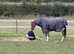 Potential hoys contender
