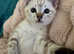 Brown & Snow Spotted Bengal Kittens - TICA parents
