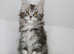 Stunning Maine Coons kittens !