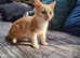 Beautiful bengal/tabby kittens