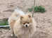 Pomeranian girl