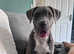 Corso/mastiff mix breed