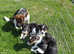 Jack Russell Puppies