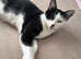 9 month old female kitten