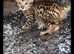 2 stunning f5 Savannah kittens tica health checked