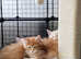 Kittens Maine Coon