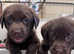 Dark Chocolate KC Reg Labrador Retriever Puppies