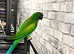 Beautiful young darbyan parrot for sale