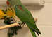 Stunning baby alexandrine parrot