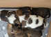 7 Gorgeous Cavapom pups (only 2 boys left now)]