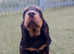 Gordon Setter Pups X1 Girl