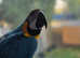 Gold and Blue Maccaw