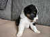 Australian Shepherd puppy's