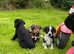 Stroller puppy's
