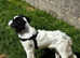Super cute 8 month pup in need of a home