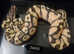 Royal Python baby, CB24 Pastel Vanilla