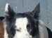 Border collie male
