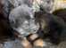 Blue German shepherd puppies