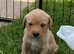 3/4 Labrador x 1/4 GW Pointer