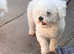 For sale Bichon frise