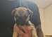 8 French bull dog cross pugs
