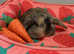 6 mini lop babies available