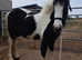 Coloured Filly 3yrs