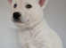 9 Beautiful Alaskan Huskies Ready for Their Forever Homes!