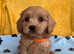 Cavachon x toy poodle puppies