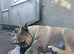 10 month old huge presa canario