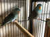 Breeding pairs of parrotlets also my bird shed is for sale