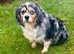 Beautiful Mini Australian Shepherd girl for sale