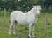 Beautiful grey mare