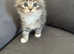 Mixed breed maine coon kitten