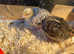 Japanese Coturnix Quail Chicks - Jumbo