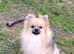 wonderful German Kleinspitz dogs are looking for their loving families