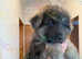 Ready now rare kcreg Isabella white and blue German shepherd pups