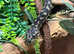 2 inland carpets python snakes
