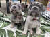 Lilac/ blue frenchies
