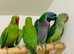 Very beautiful parrots for sale