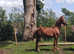 FLASHY FILLY 1year old