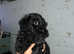 Schnoodle puppys