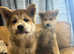 Beautiful puppy's Akita