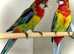Golden rosella pairs Glasgow