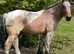 Belgium draft gelding